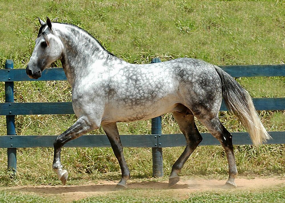 Cavalo tordilho ao trote